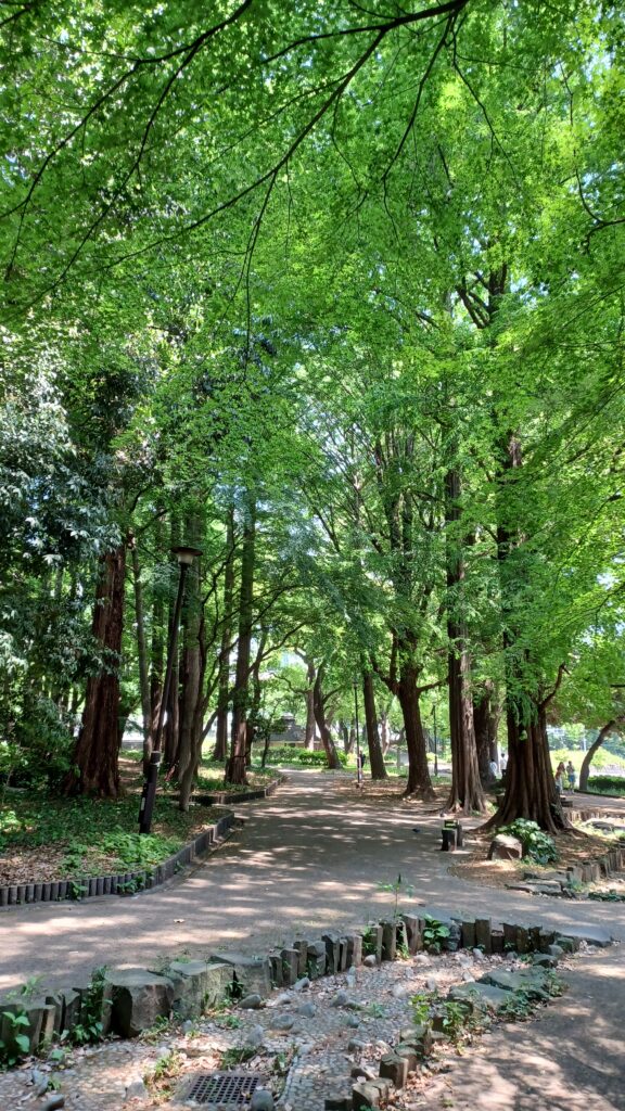 A pathway surrounded by green trees. Some tree areas are surrounded by stone rows.
