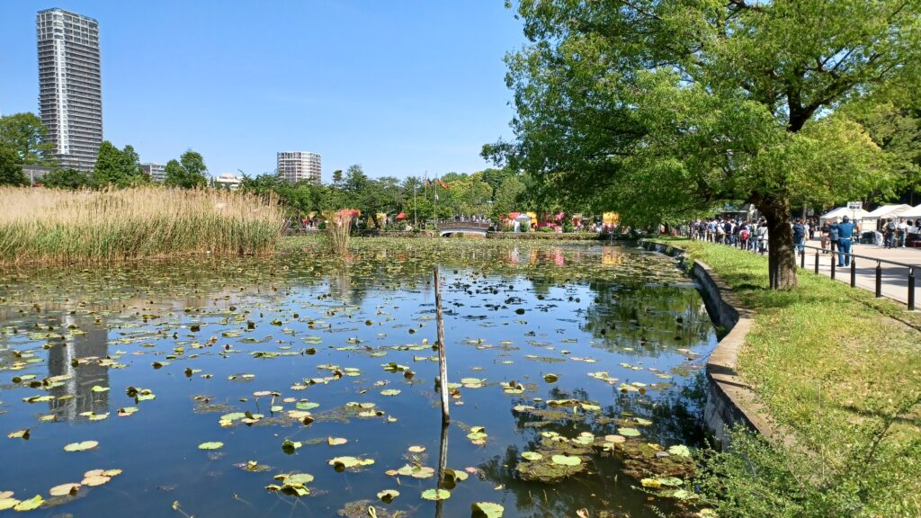 A beautiful pond with lotus leaves swimming in the water. A tree is on the right side and some bushes on the left. There are a few skyscrapers on the left hand side on the back of the photo.
