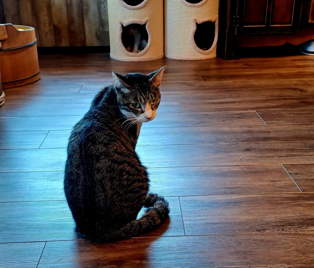 A tabby cat with white patches on its face and front neck is sitting on the dark brown wooden floor of the cat cafe.