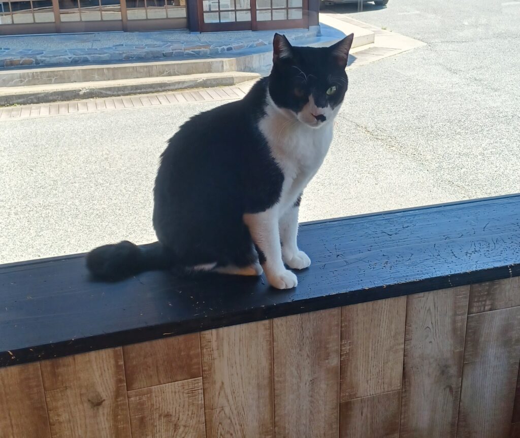 A black and white cat is sitting on a window sill of the cat cafe.