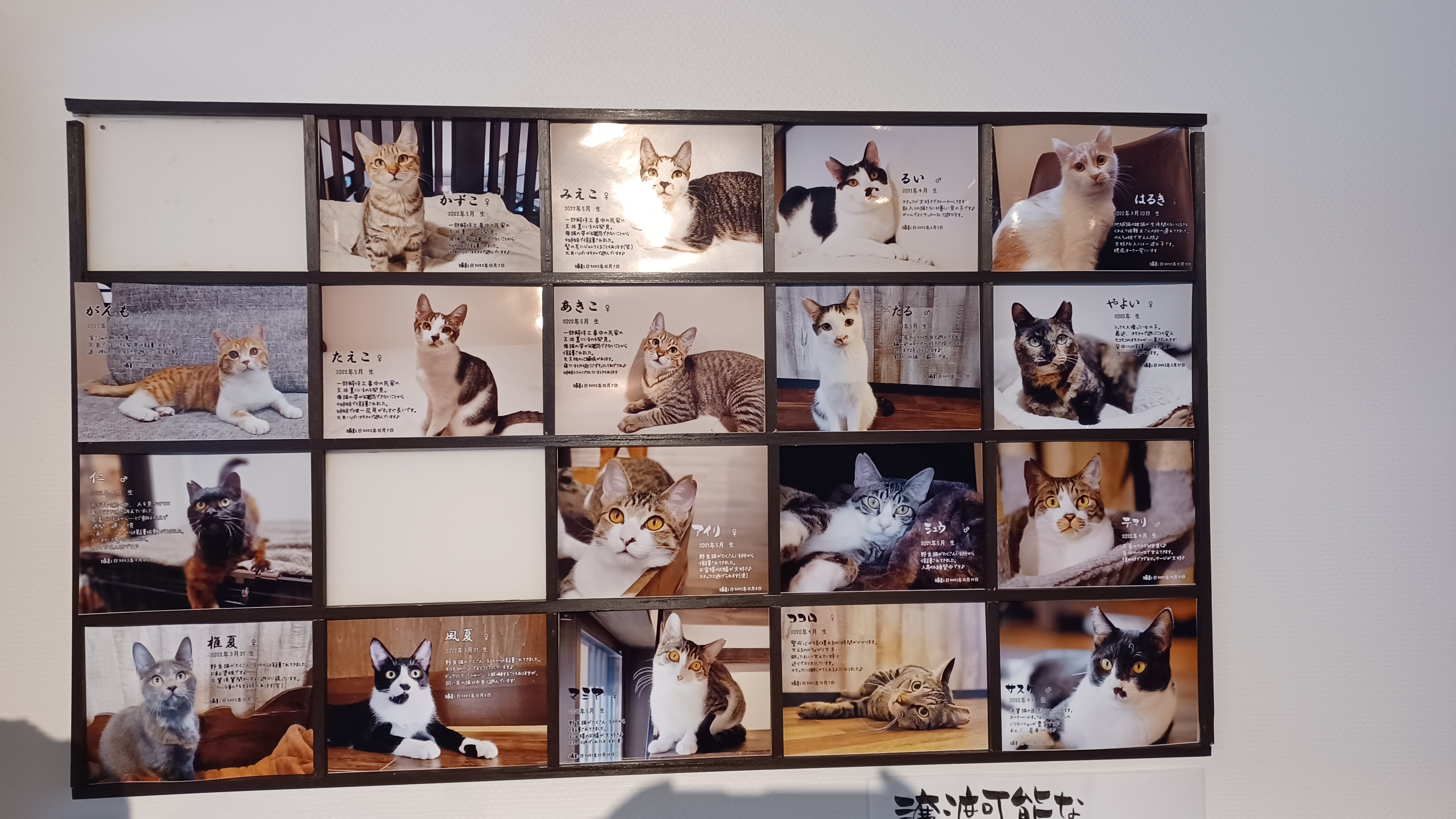 A wall screen showing cats that are available for adoption. Each one has a photo and a description of the cat's personality.