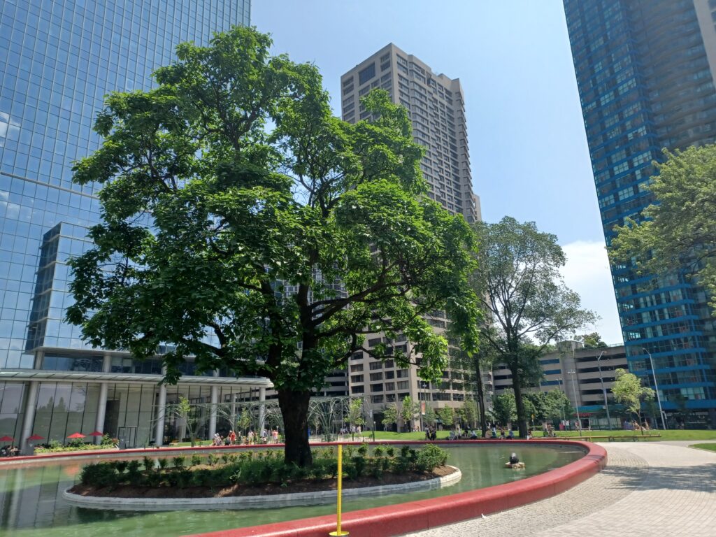 A large green tree inside a pond area with skyscrapers in the background.