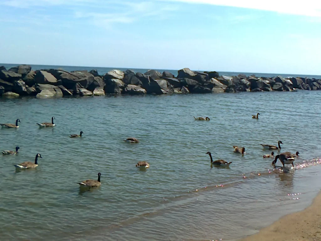 Canada geese (they are white and brown with black heads and necks) swimming around in the water.