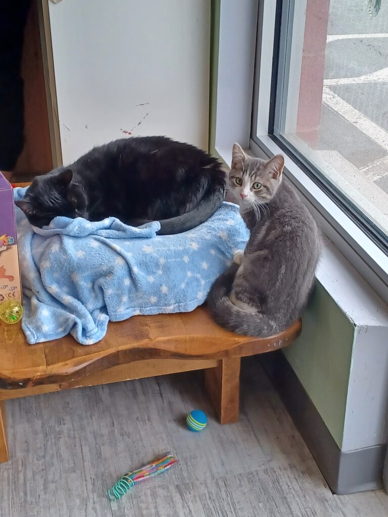 A grey/black/white cat sitting next to its sleeping black cat friend laying in a light blue cat bed.