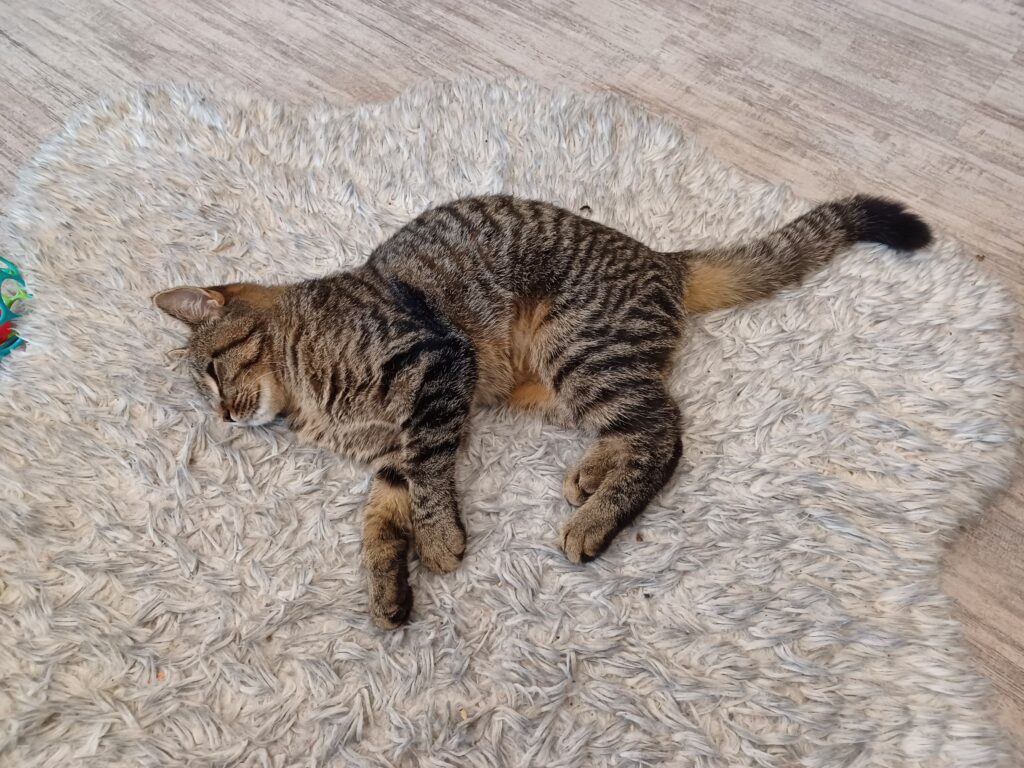 A small brown/black/white tabby cat laying on a beige fuzzy rug.
