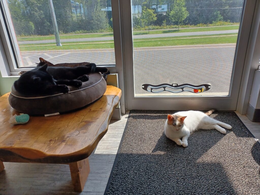 A white/calico cat is laying in the sun. There are two black cats snuggled up together on a cat pillow at the left.