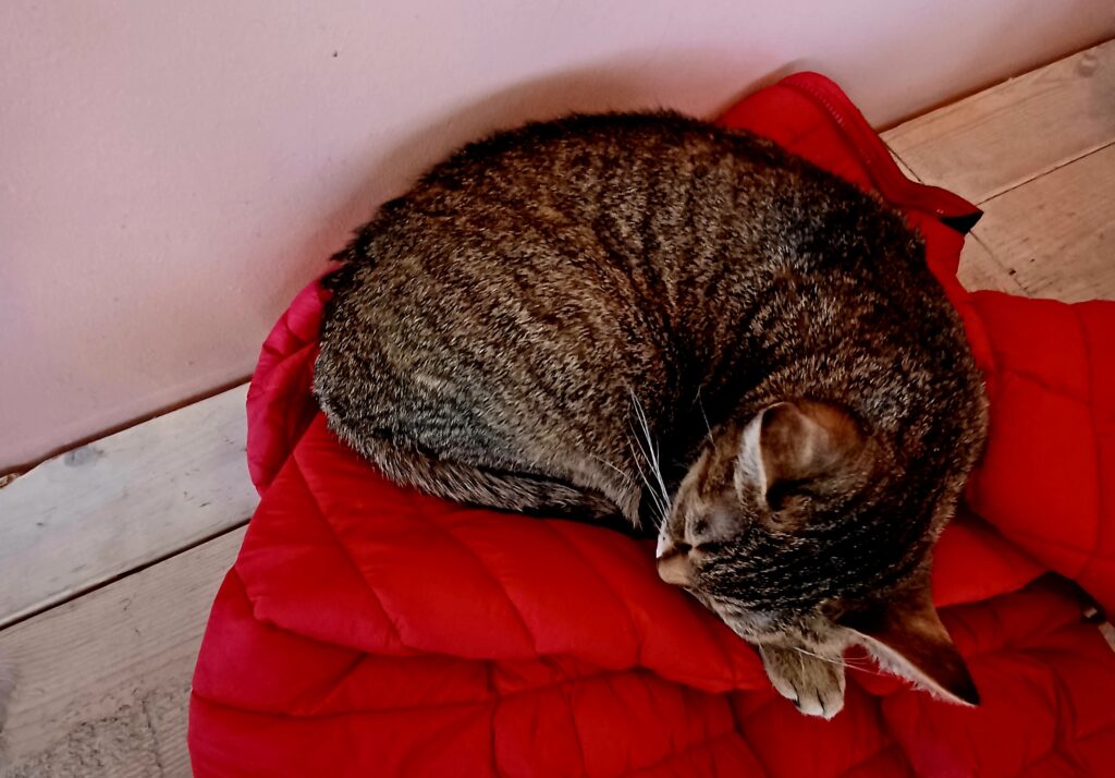 A tabby cat curled up in a ball and sleeping on a red jacket.