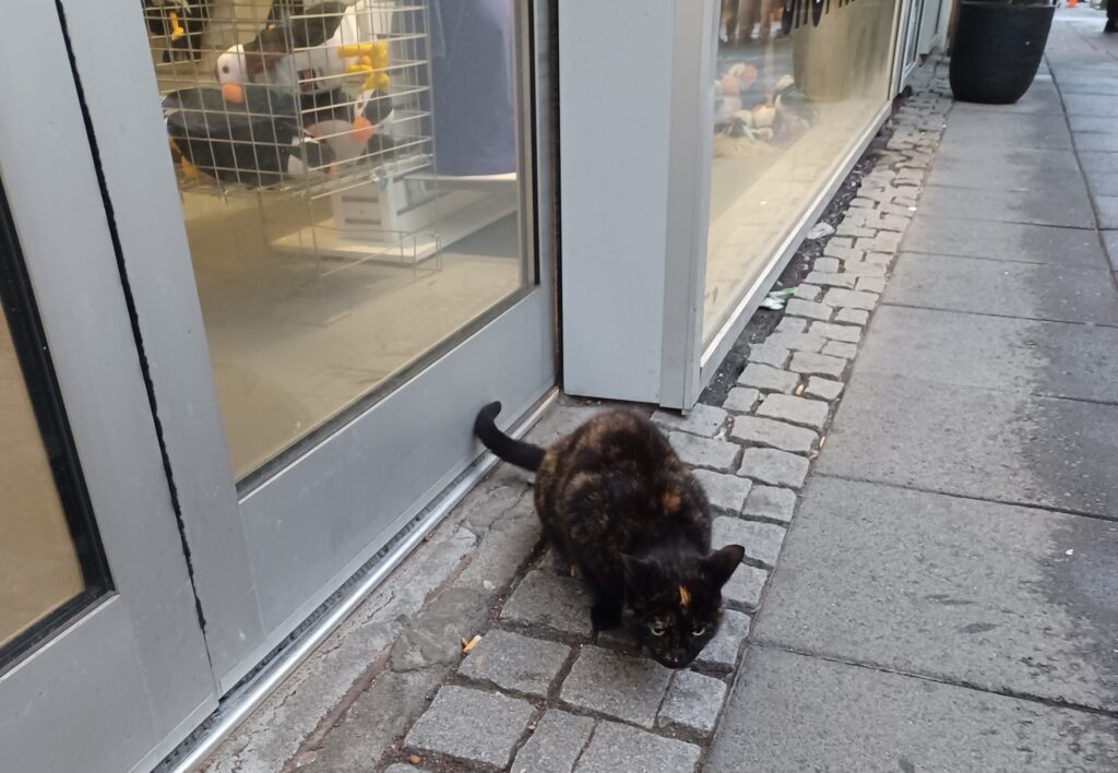 A black/brown cat sitting in front of a store window on Reykjavik's main shopping street. It looks a bit grumpy, unfortunately!