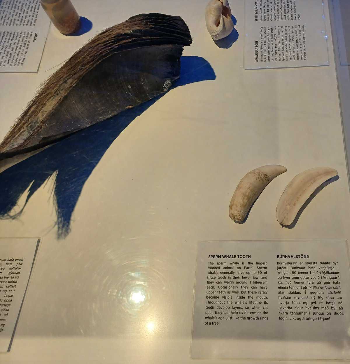 Two whale teeth and an example of baleen plates.