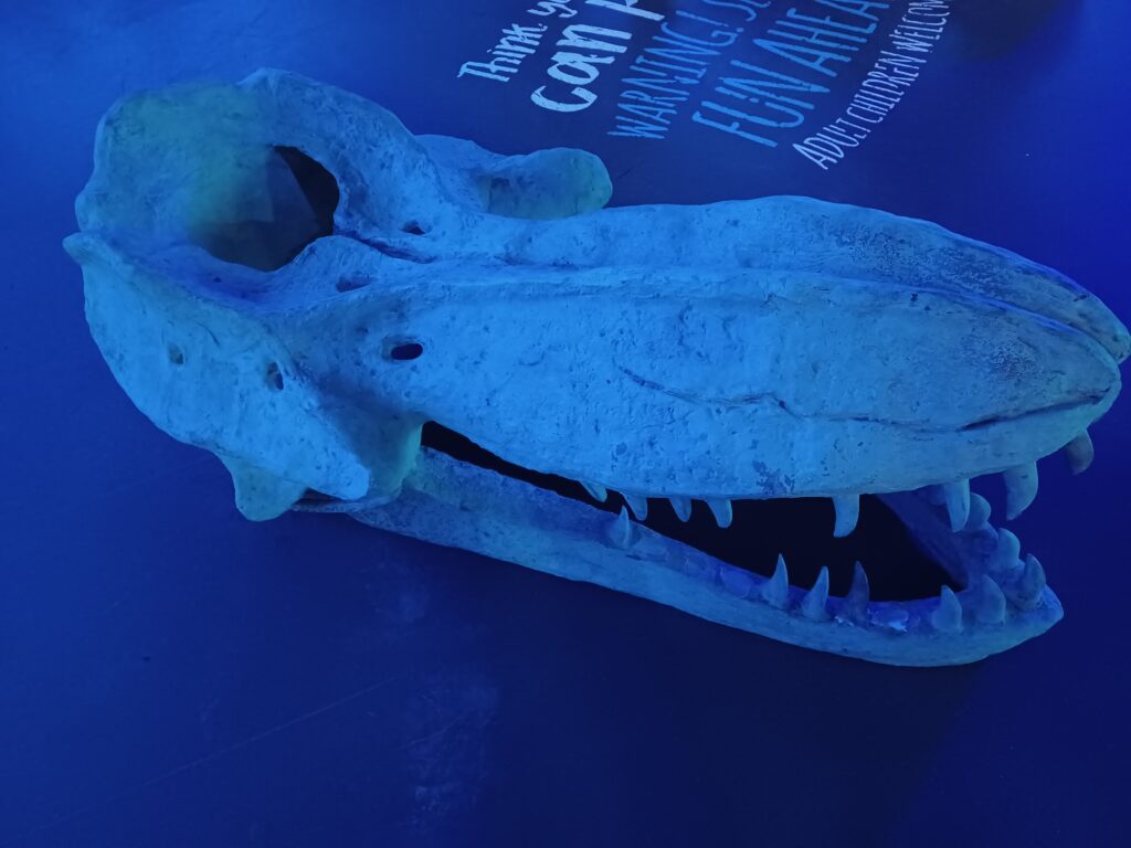 A whale skull sitting on a blue table.