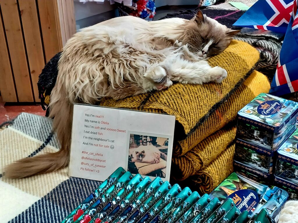 A long-haired white/brown cat sleeping on a pile of yellow/black scarves inside a souvenir store in Reykjavik. There's a sign in front of it, telling the cat's name and that she's the neighbour's cat, and where to find her on social media!